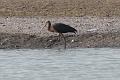 White-faced Ibis 092008 235